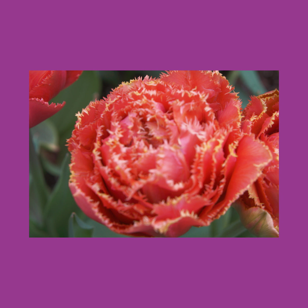 FREE FLOWERS